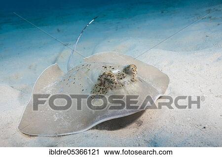 Kuhl's stingray (Neotrygon kuhlii), Great Barrier Reef, Australia, Oceania View Large Photo Image Stock Image - Kuhl's stingray (Neotrygon kuhlii), Great Barrier Reef, Australia, Oceania. Fotosearch
