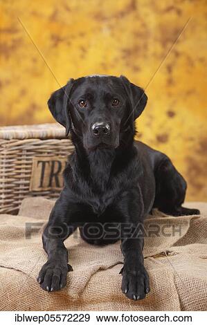 Stock Photo - Labrador Retriever, female, black, lying. Fotosearch