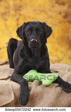 Labrador Retriever, female, black, with animal toy in mouth View Large Photo Image Stock Image - Labrador Retriever, female, black, with animal toy in mouth. Fotosearch
