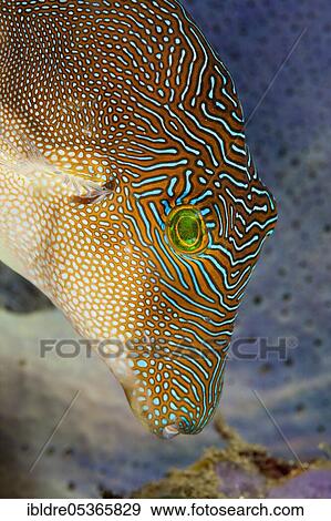 Labyrinth pointyhead pufferfish (Canthigaster) compressa, Ambon, Moluccas, Indonesia, Asia View Large Photo Image Stock Photo - Labyrinth pointyhead pufferfish (Canthigaster) compressa, Ambon, Moluccas, Indonesia, Asia. Fotosearch