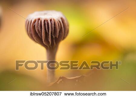 Stock Photo - Laccaria amethystina (Laccaria amethystina) Saxony-Anhalt, Germany, Europe. Fotosearch