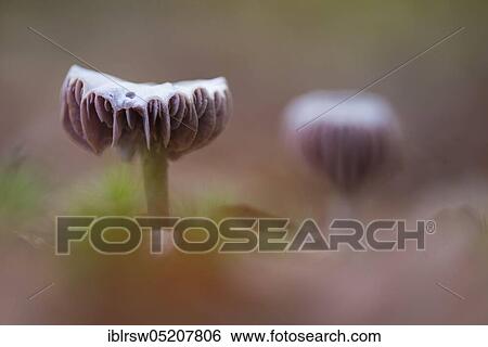 Stock Photograph - Laccaria amethystina (Laccaria amethystina) Saxony-Anhalt, Germany, Europe. Fotosearch
