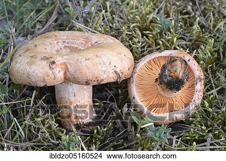 Lactarius deliciosus (Lactarius deliciosus), fine lactarius View Large Photo Image Picture - Lactarius deliciosus (Lactarius deliciosus), fine lactarius. Fotosearch