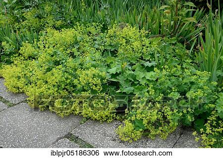 Lady's mantle leave (Alchemilla vulgaris) View Large Photo Image Stock Photograph - Lady's mantle leave (Alchemilla vulgaris). Fotosearch