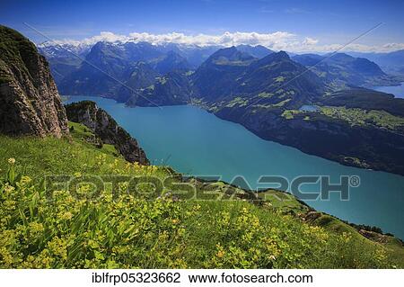 Lake Lucerne, view from Fronalpstock, Central Switzerland, Switzerland, Europe View Large Photo Image Stock Image - Lake Lucerne, view from Fronalpstock, Central Switzerland, Switzerland, Europe. Fotosearch