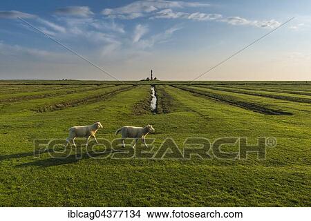 Picture - Lambs on saltmarshes, Westerhever Lighthouse behind, Westerhever, Eiderstedt, North Frisia, Schleswig-Holstein, Germany, Europe. Fotosearch