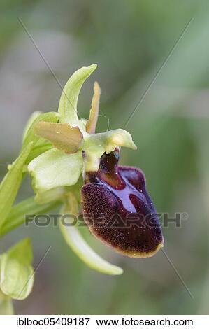Large spiderwort, Riedenburg, Bavaria (Ophrys sphegodes), Germany, Europe View Large Photo Image Stock Photo - Large spiderwort, Riedenburg, Bavaria (Ophrys sphegodes), Germany, Europe. Fotosearch