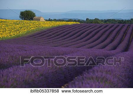 Lavender field and sunflower field, Provence, France, Europe View Large Photo Image Stock Photo - Lavender field and sunflower field, Provence, France, Europe. Fotosearch