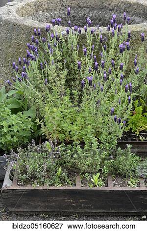 Lavender (Lavandula angustifolia) View Large Photo Image Stock Photo - Lavender (Lavandula angustifolia). Fotosearch