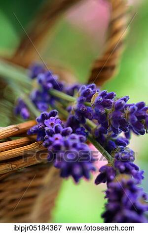 Lavender (Lavandula angustifolia) View Large Photo Image Stock Photo - Lavender (Lavandula angustifolia). Fotosearch