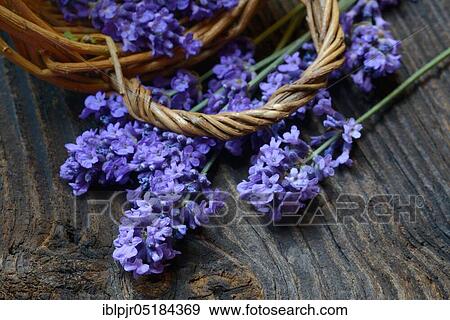 Lavender (Lavandula angustifolia) View Large Photo Image Stock Photo - Lavender (Lavandula angustifolia). Fotosearch
