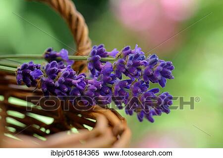 Stock Photography - Lavender (Lavandula angustifolia). Fotosearch