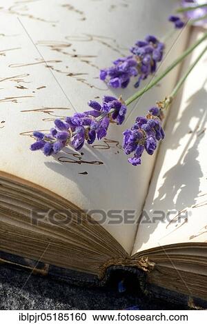 Lavenderflourish ( Lavandula spec. ) on a book with old manuscript View Large Photo Image Stock Image - Lavenderflourish ( Lavandula spec. ) on a book with old manuscript. Fotosearch