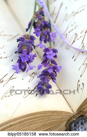 Lavenderflourish ( Lavandula spec. ) on a book with old manuscript View Large Photo Image Stock Photo - Lavenderflourish ( Lavandula spec. ) on a book with old manuscript. Fotosearch