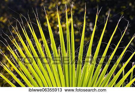 Leaf of a petticoat palm or Washington palm (, structure, spa, Piestany, Slovakia, Europe View Large Photo Image Stock Image - Leaf of a petticoat palm or Washington palm (, structure, spa, Piestany, Slovakia, Europe. Fotosearch