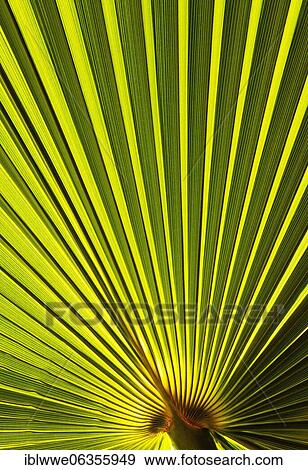 Leaf of a petticoat palm or Washington palm (Washingtonia), structure View Large Photo Image Stock Photo - Leaf of a petticoat palm or Washington palm (Washingtonia), structure. Fotosearch