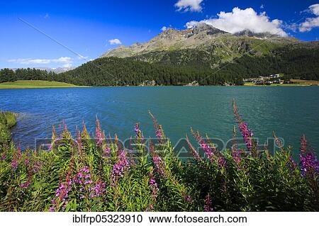 Stock Image - Lej da Champfer, Lej Suot, Piz Surlej, Graubuenden, Switzerland, Europe. Fotosearch