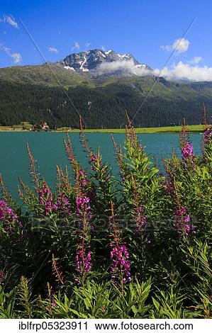 Lej da Champfer, Lej Suot, Piz Surlej, Graubuenden, Switzerland, Europe View Large Photo Image Stock Image - Lej da Champfer, Lej Suot, Piz Surlej, Graubuenden, Switzerland, Europe. Fotosearch