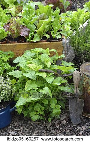 Stock Photo - Lemon balm (Melissa officinalis), vegetable garden. Fotosearch