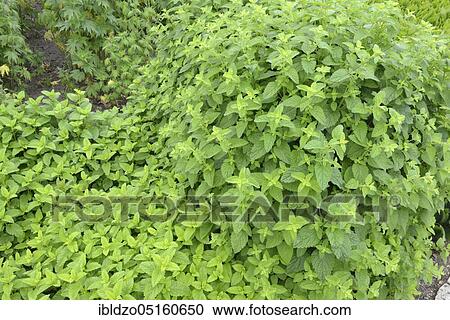 Lemon Balm or Sweet Balm (Melissa officinalis) View Large Photo Image Stock Image - Lemon Balm or Sweet Balm (Melissa officinalis). Fotosearch
