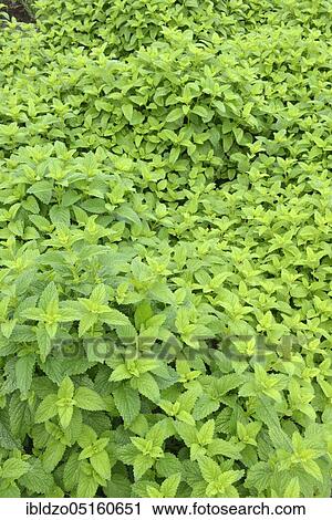 Lemon Balm or Sweet Balm (Melissa officinalis) View Large Photo Image Stock Image - Lemon Balm or Sweet Balm (Melissa officinalis). Fotosearch