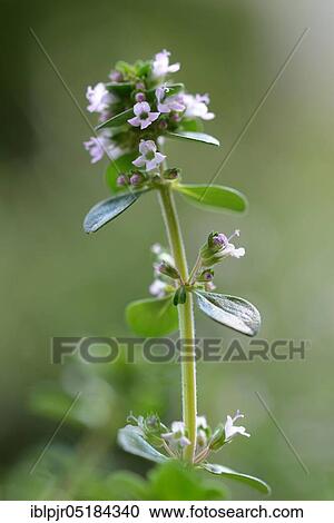 Stock Image - Lemon thyme (Thymus citriodorus) Variety Silver Queen. Fotosearch