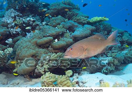 Stock Image - Leopard coral grouper (Plectropomus leopardus), Great Barrier Reef, Australia, Oceania. Fotosearch