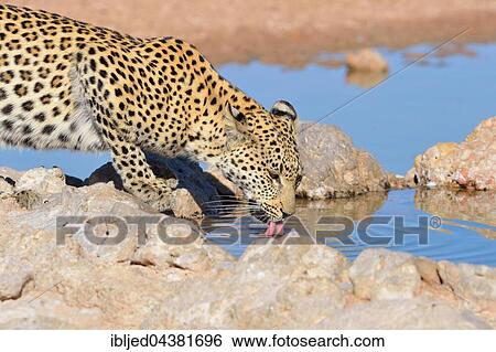 Leopard (Panthera pardus), drinking at waterhole, Kgalagadi Transfrontier Park, Northern Cape, South Africa, Africa View Large Photo Image Stock Photograph - Leopard (Panthera pardus), drinking at waterhole, Kgalagadi Transfrontier Park, Northern Cape, South Africa, Africa. Fotosearch