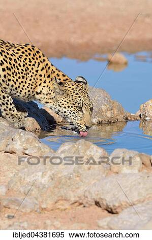Leopard (Panthera pardus), drinking at waterhole, Kgalagadi Transfrontier Park, Northern Cape, South Africa, Africa View Large Photo Image Stock Photography - Leopard (Panthera pardus), drinking at waterhole, Kgalagadi Transfrontier Park, Northern Cape, South Africa, Africa. Fotosearch