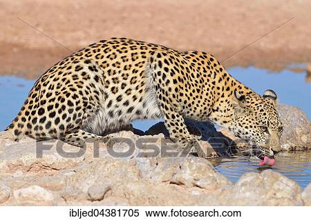 Leopard (Panthera pardus), drinking at waterhole, Kgalagadi Transfrontier Park, Northern Cape, South Africa, Africa View Large Photo Image Stock Photography - Leopard (Panthera pardus), drinking at waterhole, Kgalagadi Transfrontier Park, Northern Cape, South Africa, Africa. Fotosearch