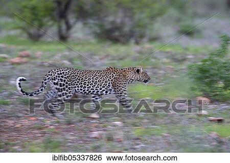 Stock Photograph - Leopard (Panthera pardus) on the prowl, Samburu National Reserve, Kenya, Africa. Fotosearch