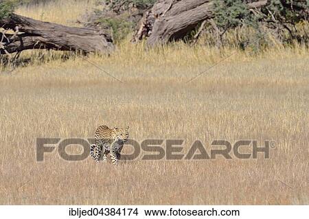 Leopard (Panthera pardus), walking in high grass, Kgalagadi Transfrontier Park, Northern Cape, South Africa, Africa View Large Photo Image Picture - Leopard (Panthera pardus), walking in high grass, Kgalagadi Transfrontier Park, Northern Cape, South Africa, Africa. Fotosearch