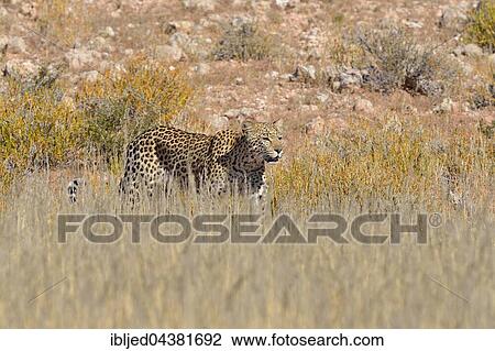 Leopard (Panthera pardus), walking in high grass, Kgalagadi Transfrontier Park, Northern Cape, South Africa, Africa View Large Photo Image Stock Image - Leopard (Panthera pardus), walking in high grass, Kgalagadi Transfrontier Park, Northern Cape, South Africa, Africa. Fotosearch