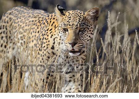 Leopard (Panthera pardus), walking in high grass, Kgalagadi Transfrontier Park, Northern Cape, South Africa, Africa View Large Photo Image Stock Image - Leopard (Panthera pardus), walking in high grass, Kgalagadi Transfrontier Park, Northern Cape, South Africa, Africa. Fotosearch