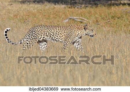 Leopard (Panthera pardus), walking in high grass, Kgalagadi Transfrontier Park, Northern Cape, South Africa, Africa View Large Photo Image Stock Photo - Leopard (Panthera pardus), walking in high grass, Kgalagadi Transfrontier Park, Northern Cape, South Africa, Africa. Fotosearch