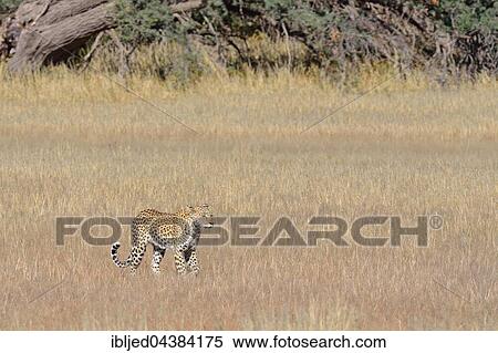 Leopard (Panthera pardus), walking in high grass, Kgalagadi Transfrontier Park, Northern Cape, South Africa, Africa View Large Photo Image Stock Photography - Leopard (Panthera pardus), walking in high grass, Kgalagadi Transfrontier Park, Northern Cape, South Africa, Africa. Fotosearch