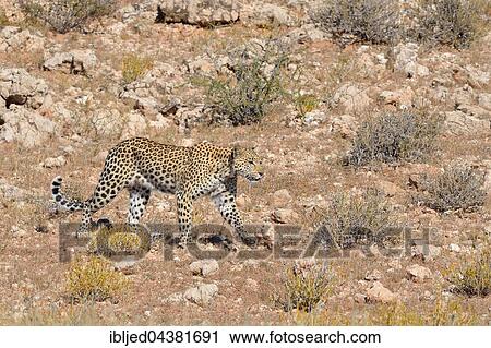 Leopard (Panthera pardus), walking on stony ground, Kgalagadi Transfrontier Park, Northern Cape, South Africa, Africa View Large Photo Image Stock Image - Leopard (Panthera pardus), walking on stony ground, Kgalagadi Transfrontier Park, Northern Cape, South Africa, Africa. Fotosearch
