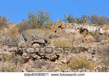 Leopard (Panthera pardus), walking on stony ground, Kgalagadi Transfrontier Park, Northern Cape, South Africa, Africa View Large Photo Image Stock Image - Leopard (Panthera pardus), walking on stony ground, Kgalagadi Transfrontier Park, Northern Cape, South Africa, Africa. Fotosearch