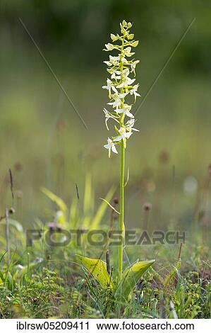 Stock Image - Lesser butterfly-orchid (Platanthera bifolia) Lower Saxony, Germany, Europe. Fotosearch