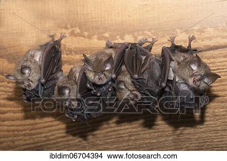 Lesser horseshoe bat (Rhinolophus hipposideros), several females in the weekly roost with young, extremely endangered species in Central Europe, Thuringia, Germany, Europe View Large Photo Image Picture - Lesser horseshoe bat (Rhinolophus hipposideros), several females in the weekly roost with young, extremely endangered species in Central Europe, Thuringia, Germany, Europe. Fotosearch