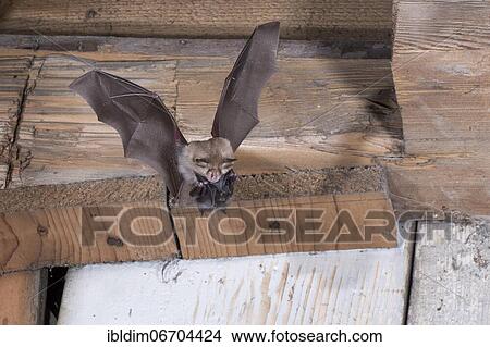 Lesser horseshoe bat (Rhinolophus hipposideros), female in flight with young hanging on mother's belly, extremely endangered species in Central Europe, Thuringia, Germany, Europe View Large Photo Image Picture - Lesser horseshoe bat (Rhinolophus hipposideros), female in flight with young hanging on mother's belly, extremely endangered species in Central Europe, Thuringia, Germany, Europe. Fotosearch