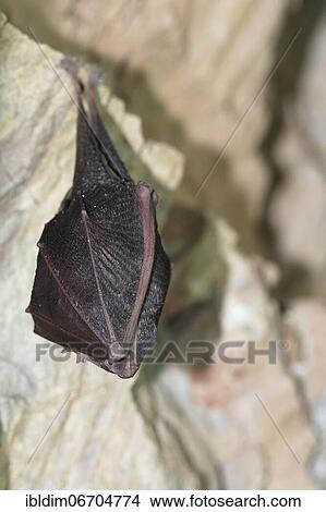 Lesser horseshoe bat (Rhinolophus hipposideros), hanging from the ceiling of the cave during hibernation, Thuringia, Germany, Europe View Large Photo Image Picture - Lesser horseshoe bat (Rhinolophus hipposideros), hanging from the ceiling of the cave during hibernation, Thuringia, Germany, Europe. Fotosearch