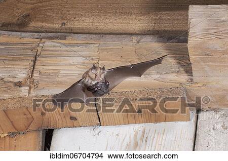 Lesser horseshoe bat (Rhinolophus hipposideros), female in flight with young hanging on mother's belly, extremely endangered species in Central Europe, Thuringia, Germany, Europe View Large Photo Image Picture - Lesser horseshoe bat (Rhinolophus hipposideros), female in flight with young hanging on mother's belly, extremely endangered species in Central Europe, Thuringia, Germany, Europe. Fotosearch