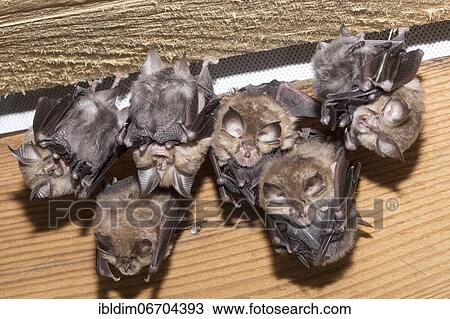 Lesser horseshoe bat (Rhinolophus hipposideros), several females in the weekly roost with young, extremely endangered species in Central Europe, Thuringia, Germany, Europe View Large Photo Image Stock Image - Lesser horseshoe bat (Rhinolophus hipposideros), several females in the weekly roost with young, extremely endangered species in Central Europe, Thuringia, Germany, Europe. Fotosearch