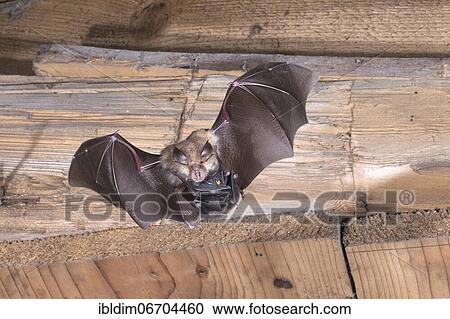 Lesser horseshoe bat (Rhinolophus hipposideros), female in flight with young hanging on mother's belly, extremely endangered species in Central Europe, Thuringia, Germany, Europe View Large Photo Image Stock Image - Lesser horseshoe bat (Rhinolophus hipposideros), female in flight with young hanging on mother's belly, extremely endangered species in Central Europe, Thuringia, Germany, Europe. Fotosearch