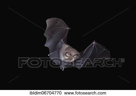Stock Image - Lesser horseshoe bat (Rhinolophus hipposideros), in flight out of the cave, Thuringia, Germany, Europe. Fotosearch