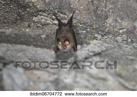 Lesser horseshoe bat (Rhinolophus hipposideros), hanging from the ceiling of the cave during hibernation, Thuringia, Germany, Europe View Large Photo Image Stock Image - Lesser horseshoe bat (Rhinolophus hipposideros), hanging from the ceiling of the cave during hibernation, Thuringia, Germany, Europe. Fotosearch