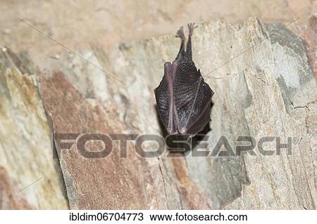 Stock Image - Lesser horseshoe bat (Rhinolophus hipposideros), hanging from the ceiling of the cave during hibernation, Thuringia, Germany, Europe. Fotosearch