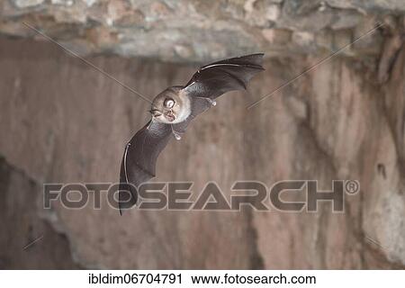Lesser horseshoe bat (Rhinolophus hipposideros), in flight out of the cave, Thuringia, Germany, Europe View Large Photo Image Stock Image - Lesser horseshoe bat (Rhinolophus hipposideros), in flight out of the cave, Thuringia, Germany, Europe. Fotosearch