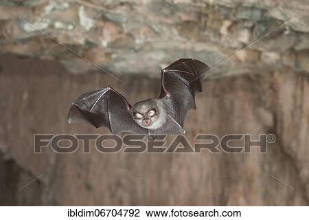 Stock Image - Lesser horseshoe bat (Rhinolophus hipposideros), in flight out of the cave, Thuringia, Germany, Europe. Fotosearch